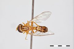 Baccha pumila var. pendula by the Smithsonian. Used under a CC0 license.