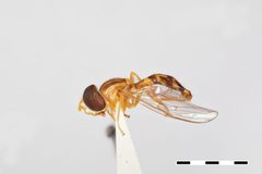 Baccha pumila var. pendula by the Smithsonian. Used under a CC0 license.
