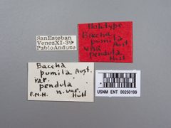 Baccha pumila var. pendula by the Smithsonian. Used under a CC0 license.