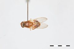 Brachyopa flavescens by the Smithsonian. Used under a CC0 license.