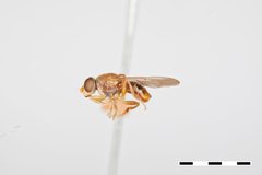 Brachyopa flavescens by the Smithsonian. Used under a CC0 license.