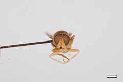 Brachyopa flavescens by the Smithsonian. Used under a CC0 license.