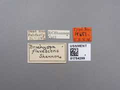 Brachyopa flavescens by the Smithsonian. Used under a CC0 license.