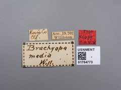 Brachyopa media by the Smithsonian. Used under a CC0 license.