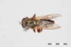 Brachypalpus parvus by the Smithsonian. Used under a CC0 license.