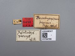 Brachypalpus parvus by the Smithsonian. Used under a CC0 license.
