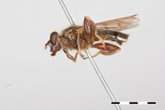 Brachypalpus parvus by the Smithsonian. Used under a CC0 license.