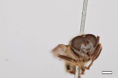 Brachypalpus parvus by the Smithsonian. Used under a CC0 license.