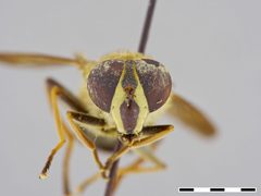 Brachypalpus trilineata by the Smithsonian. Used under a CC0 license.