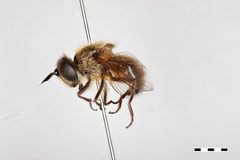 Callicera christiani by the Smithsonian. Used under a CC0 license.