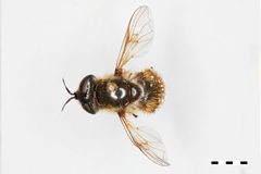 Callicera christiani by the Smithsonian. Used under a CC0 license.