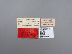 Callicera christiani by the Smithsonian. Used under a CC0 license.