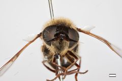 Callicera christiani by the Smithsonian. Used under a CC0 license.