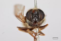 Cheilosia lasiophthalmus by the Smithsonian. Used under a CC0 license.