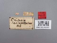 Cheilosia lasiophthalmus by the Smithsonian. Used under a CC0 license.