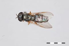 Cheilosia rufipes by the Smithsonian. Used under a CC0 license.