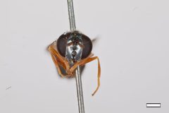 Cheilosia rufipes by the Smithsonian. Used under a CC0 license.