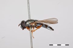 Cheilosia rufipes by the Smithsonian. Used under a CC0 license.