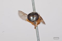 Cheilosia rufipes by the Smithsonian. Used under a CC0 license.
