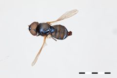 Chrysogaster greenei by the Smithsonian. Used under a CC0 license.