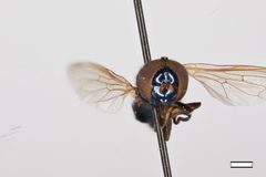 Chrysogaster greenei by the Smithsonian. Used under a CC0 license.