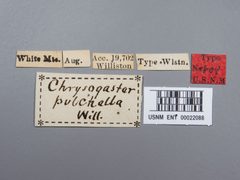 Chrysogaster pulchella by the Smithsonian. Used under a CC0 license.