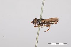 Chrysogaster pulchella by the Smithsonian. Used under a CC0 license.