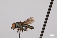 Chrysogaster shannoni by the Smithsonian. Used under a CC0 license.