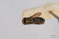 Chrysogaster shannoni by the Smithsonian. Used under a CC0 license.