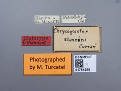 Chrysogaster shannoni by the Smithsonian. Used under a CC0 license.