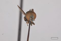 Chrysogaster shannoni by the Smithsonian. Used under a CC0 license.