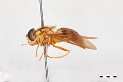 Chrysotoxum draco by the Smithsonian. Used under a CC0 license.