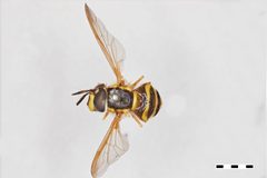 Chrysotoxum integre by the Smithsonian. Used under a CC0 license.