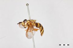 Chrysotoxum integre by the Smithsonian. Used under a CC0 license.