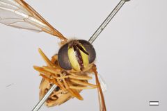 Chrysotoxum integre by the Smithsonian. Used under a CC0 license.
