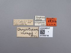 Chrysotoxum mongol by the Smithsonian. Used under a CC0 license.