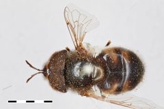 Copestylum marginatum var. lentum by the Smithsonian. Used under a CC0 license.
