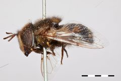 Copestylum marginatum var. lentum by the Smithsonian. Used under a CC0 license.