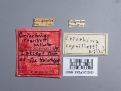 Criorhina coquilletti by the Smithsonian. Used under a CC0 license.