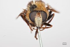 Criorhina coquilletti by the Smithsonian. Used under a CC0 license.