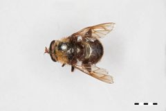 Criorhina coquilletti by the Smithsonian. Used under a CC0 license.