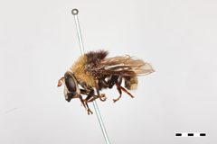Criorhina coquilletti by the Smithsonian. Used under a CC0 license.