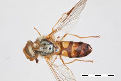 Dasysyrphus pandu by the Smithsonian. Used under a CC0 license.