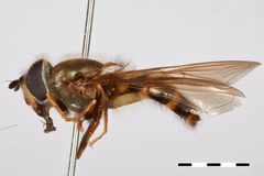 Dasysyrphus unidentified by the Smithsonian. Used under a CC0 license.