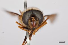Dasysyrphus unidentified by the Smithsonian. Used under a CC0 license.