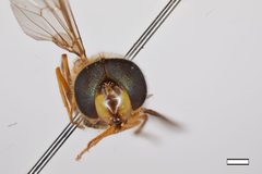 Dasysyrphus unidentified by the Smithsonian. Used under a CC0 license.