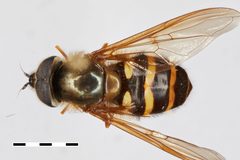 Dasysyrphus unidentified by the Smithsonian. Used under a CC0 license.