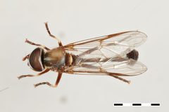 Eosalpingogaster umbra by the Smithsonian. Used under a CC0 license.