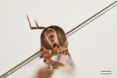 Eosalpingogaster umbra by the Smithsonian. Used under a CC0 license.