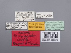 Eosalpingogaster umbra by the Smithsonian. Used under a CC0 license.